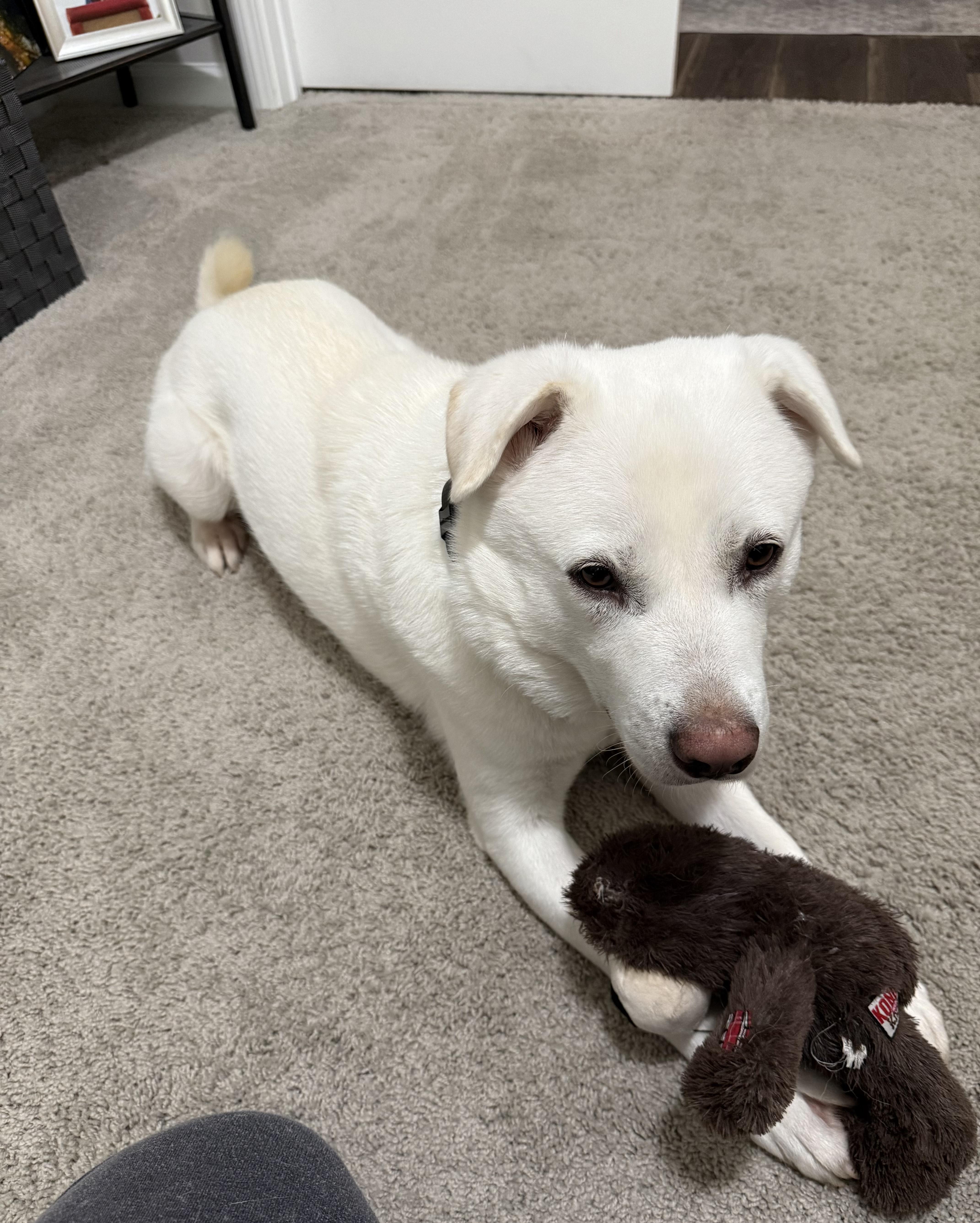 Polar Bear, a ADOPTABLE mixed breed in Duluth, GA image 6/6