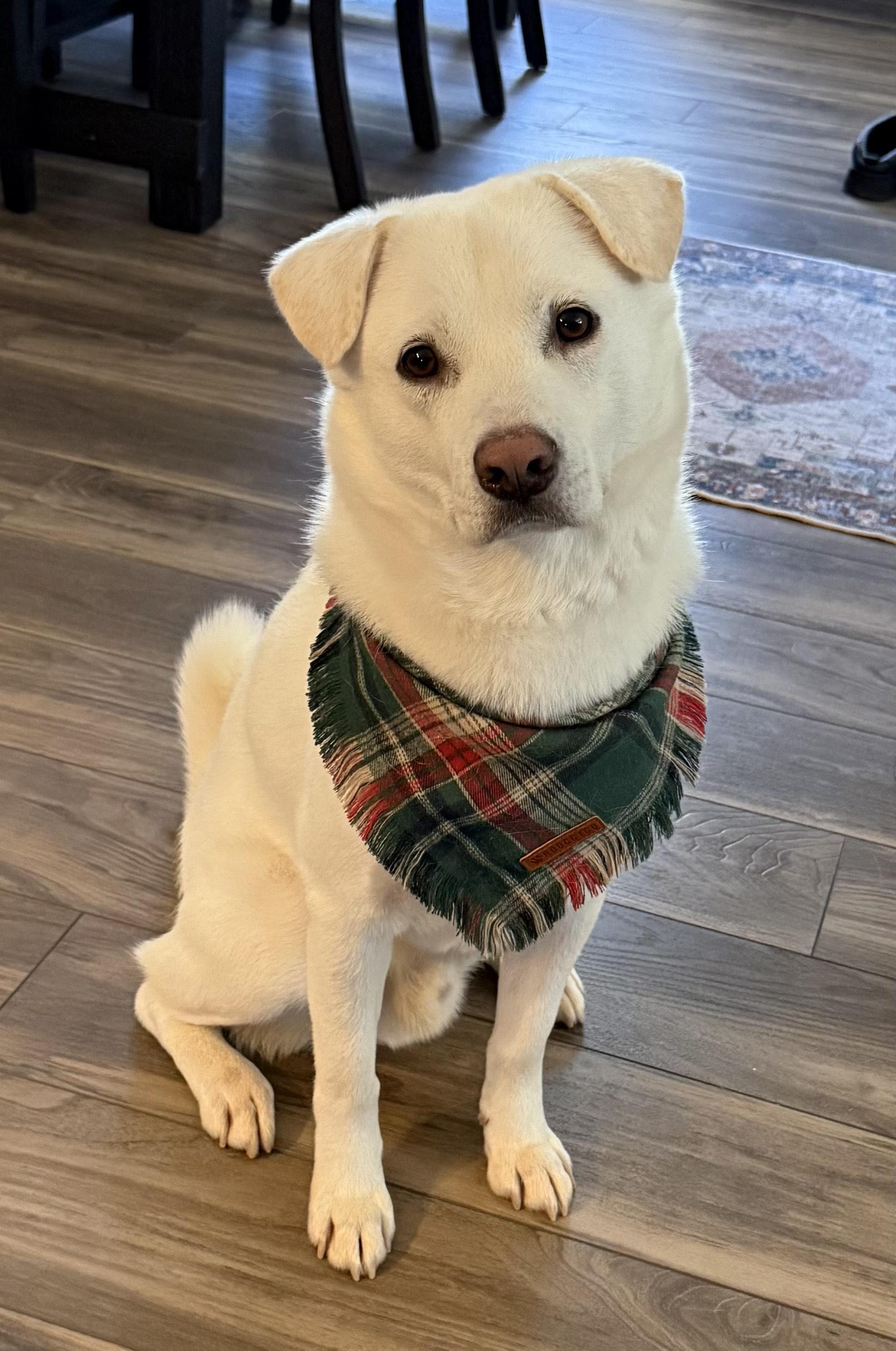 Polar Bear, a ADOPTABLE mixed breed in Duluth, GA image 2/6