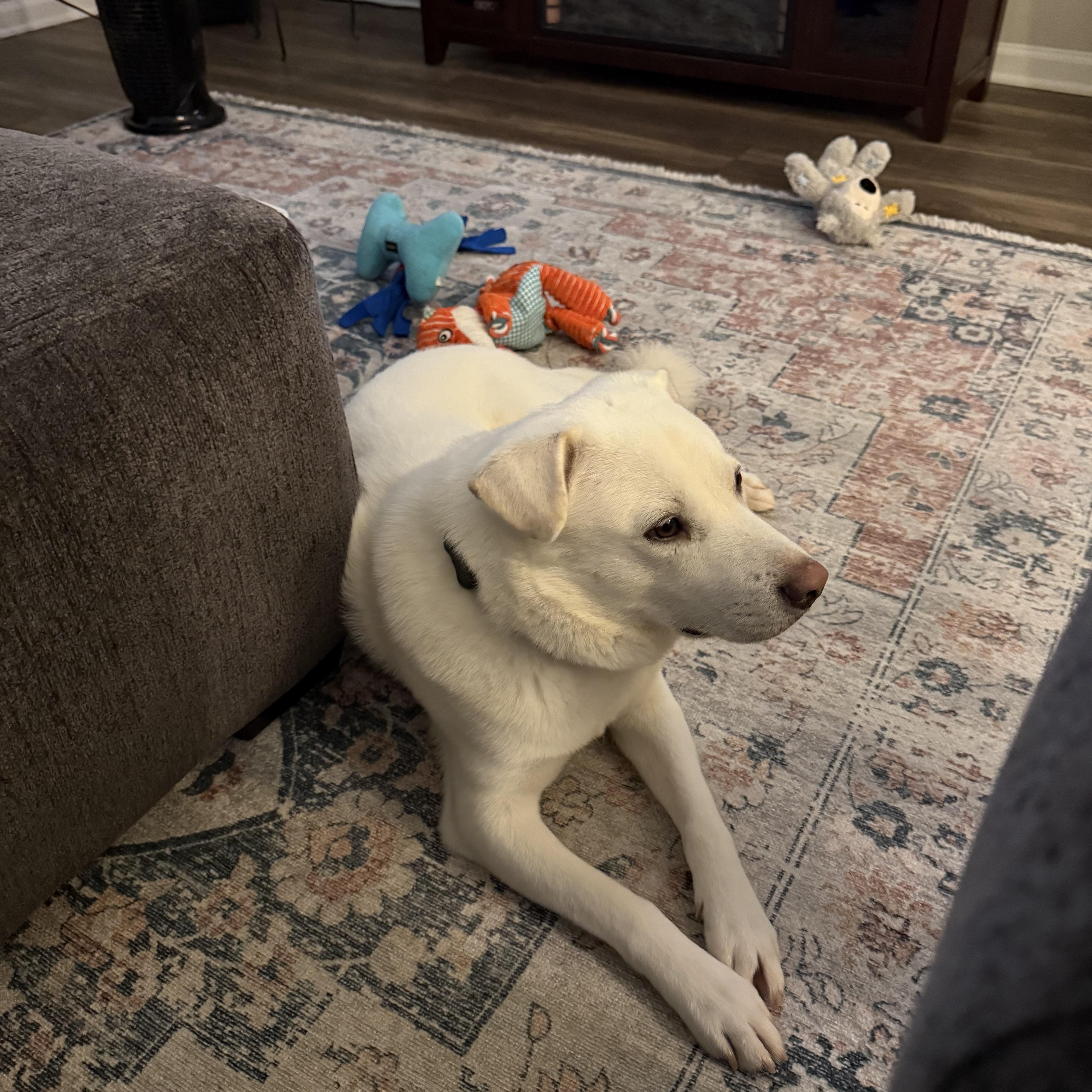 Polar Bear, a ADOPTABLE mixed breed in Duluth, GA image 5/6