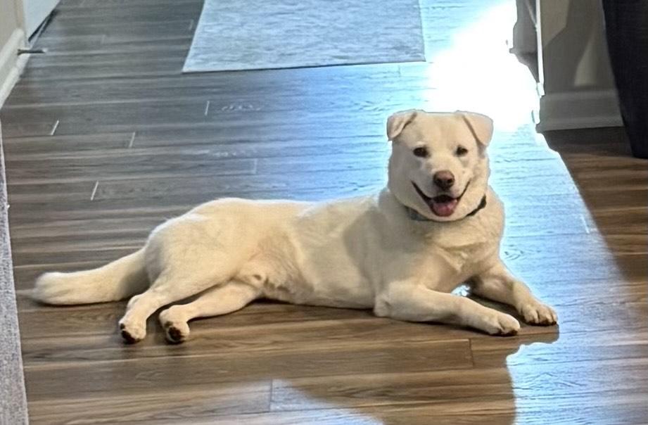 Polar Bear, a ADOPTABLE mixed breed in Duluth, GA image 1/6