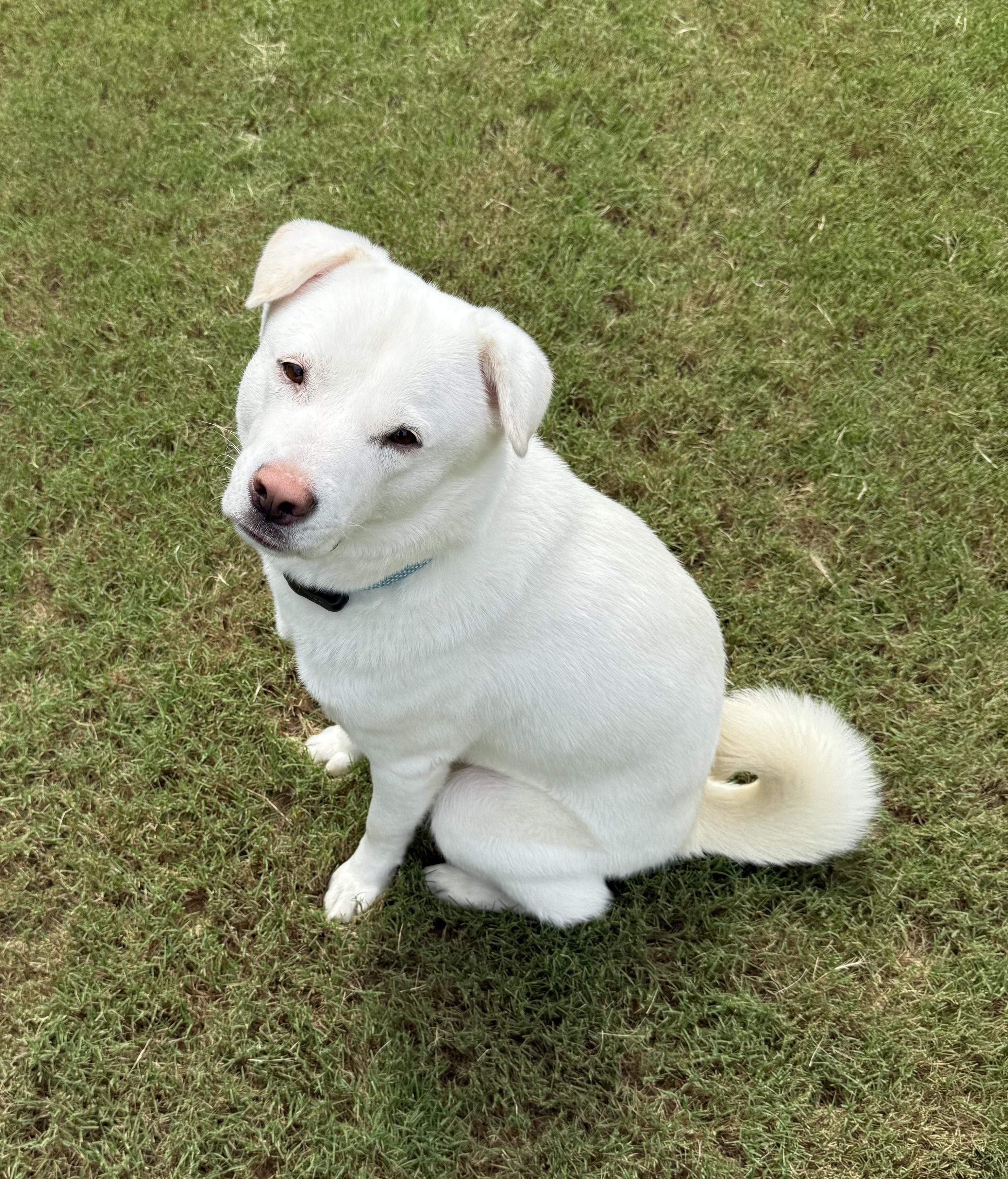 Polar Bear, a ADOPTABLE mixed breed in Duluth, GA image 3/6