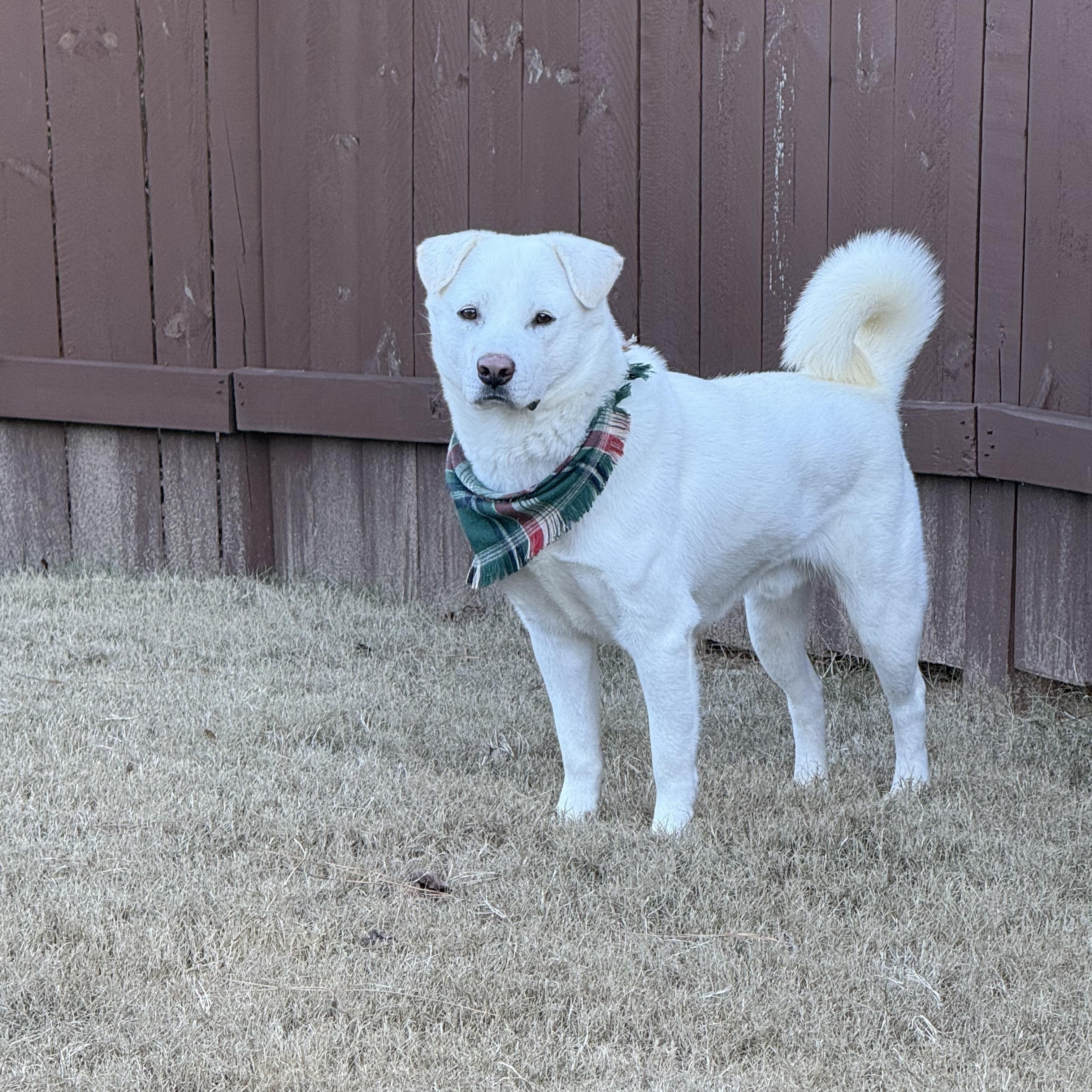 Polar Bear, a ADOPTABLE mixed breed in Duluth, GA image 4/6