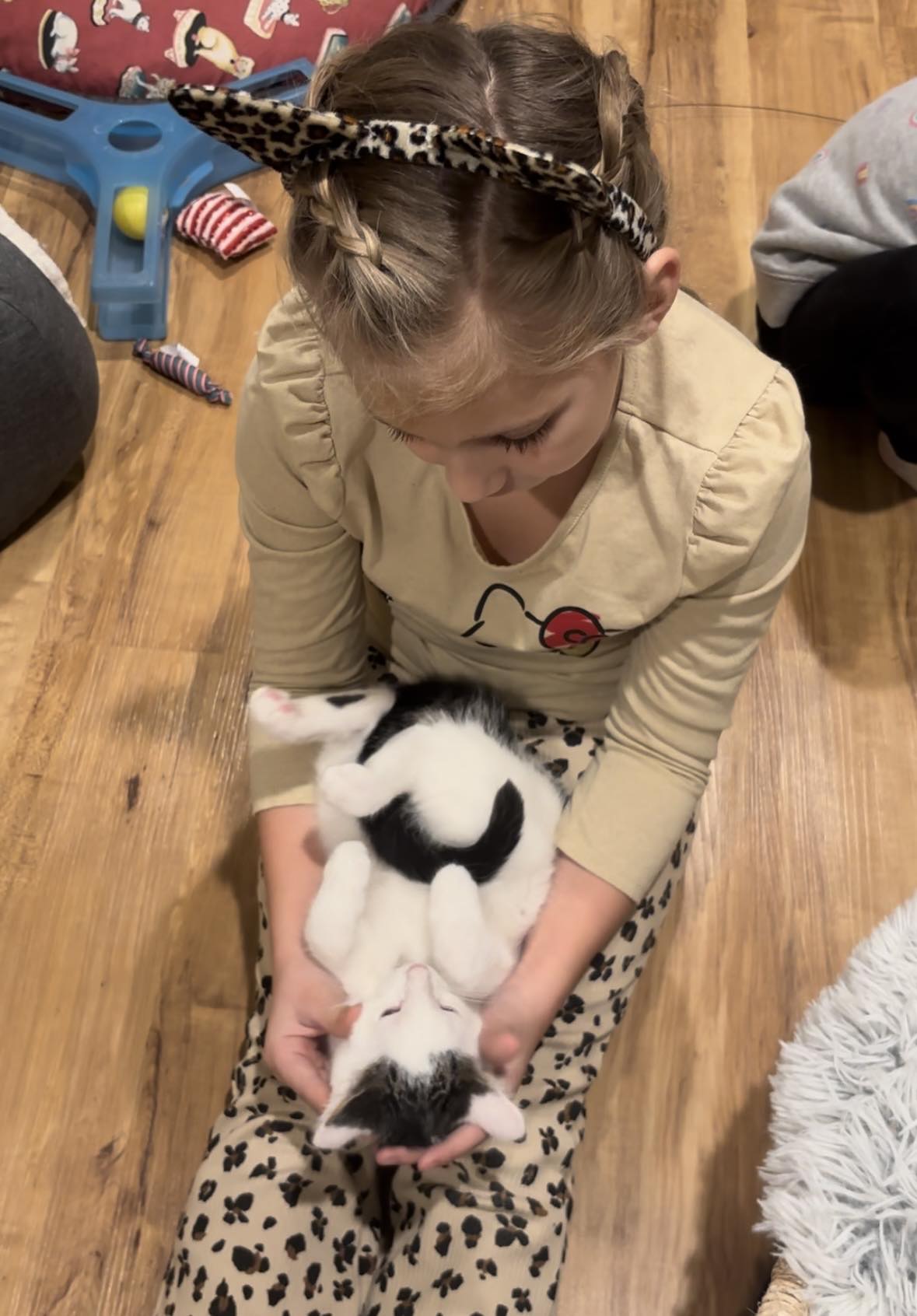 Enlarge Geralt, a Adopted Domestic Short Hair in Crown Point, IN image 1/3