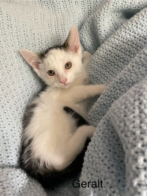 Enlarge Geralt, a Adopted Domestic Short Hair in Crown Point, IN image 3/3