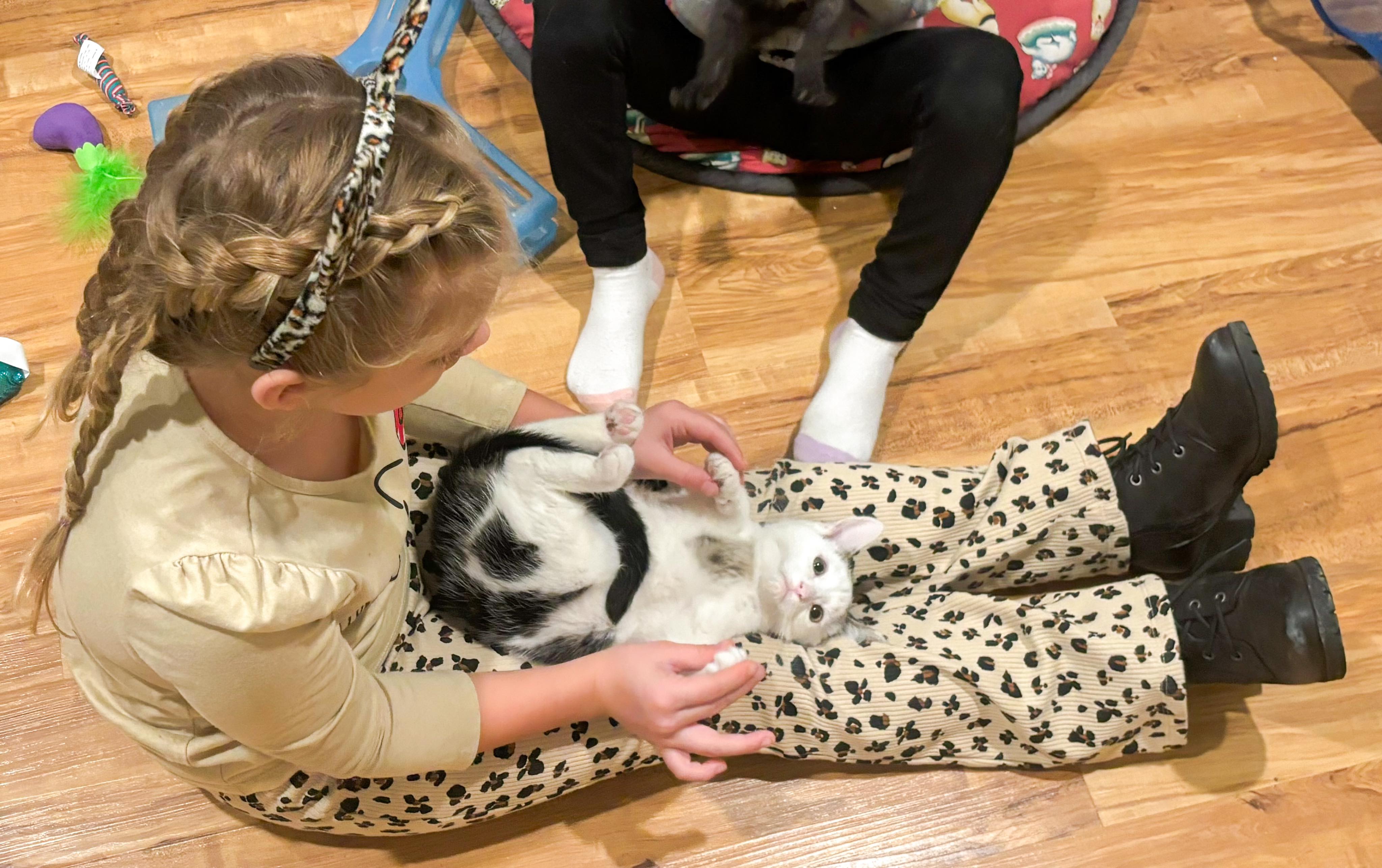 Enlarge Geralt, a Adopted Domestic Short Hair in Crown Point, IN image 2/3