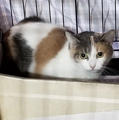Enlarge Margarita, a Adoptable Domestic Short Hair in Bath, NY image 1/1