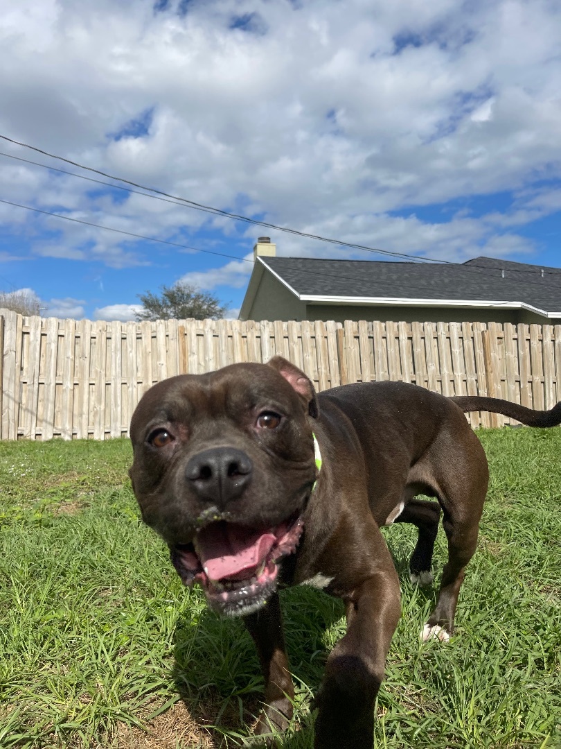 Ralphie, Adopted, Young Male Staffordshire Bull Terrier.