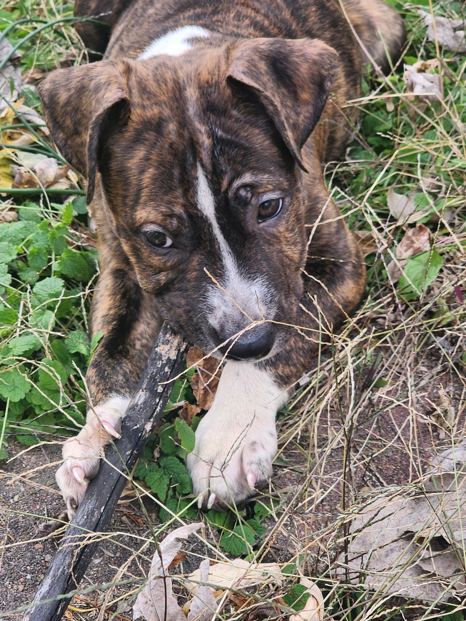 Tesla, Adoptable, Puppy Female Pit Bull Terrier.