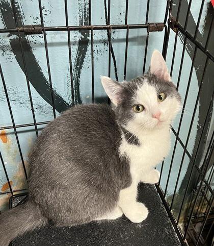 6794 (Zephyr), Adoptable, Young Male Domestic Short Hair.