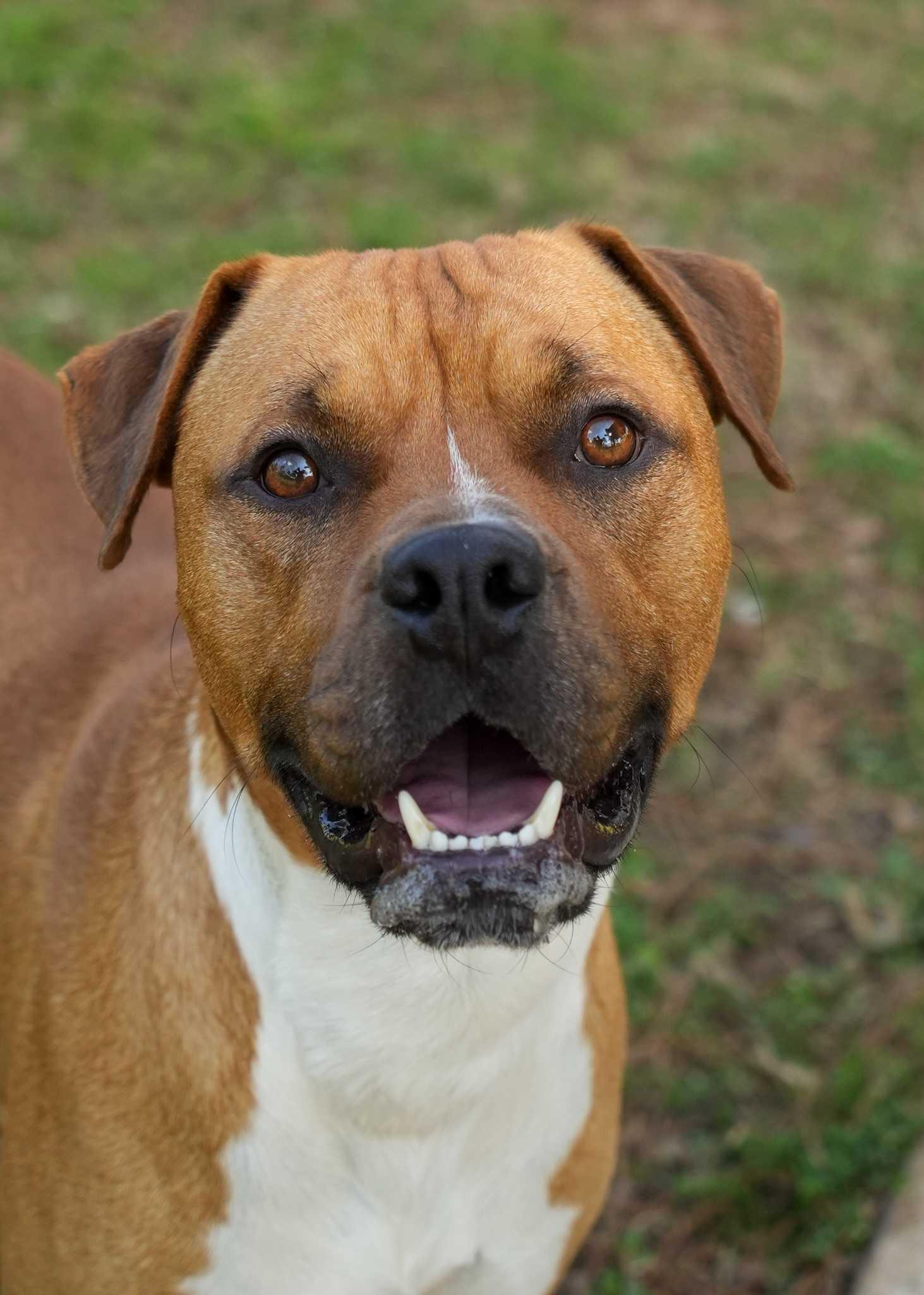 Enlarge Don Julio 62056, a Adoptable mixed breed in Aiken, SC image 1/1