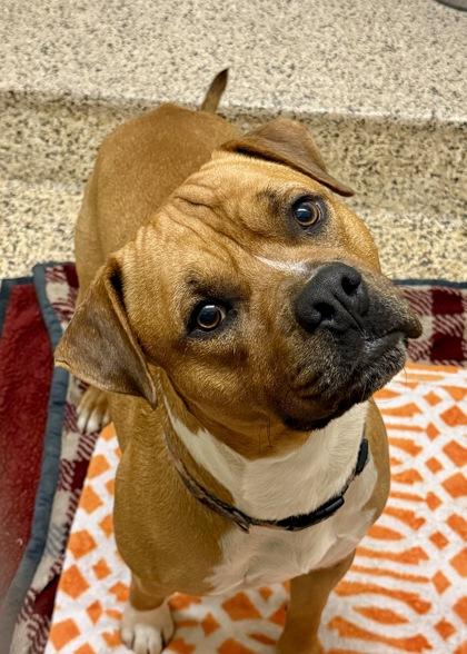 Enlarge Don Julio 62056, a Adoptable mixed breed in Aiken, SC image 1/1