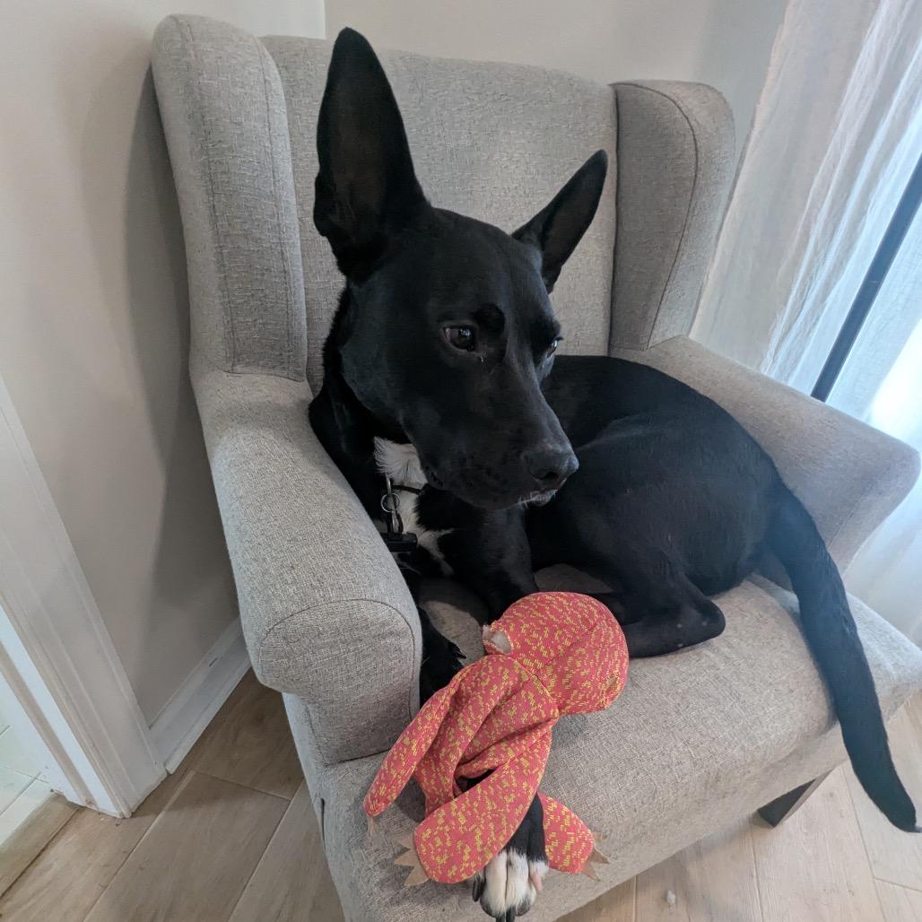 Rollo, Adoptable, Adult Male Shepherd & Bull Terrier.