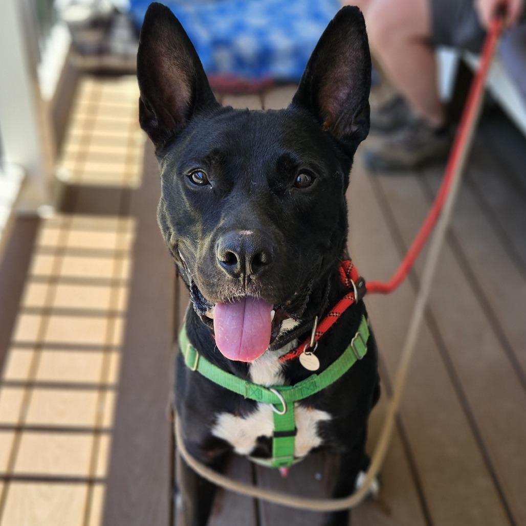 Enlarge Rollo, a Adoptable mixed breed in Aldie, VA image 2/5