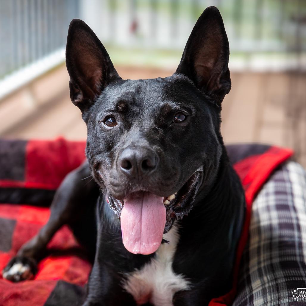 Enlarge Rollo, a Adoptable mixed breed in Aldie, VA image 3/5