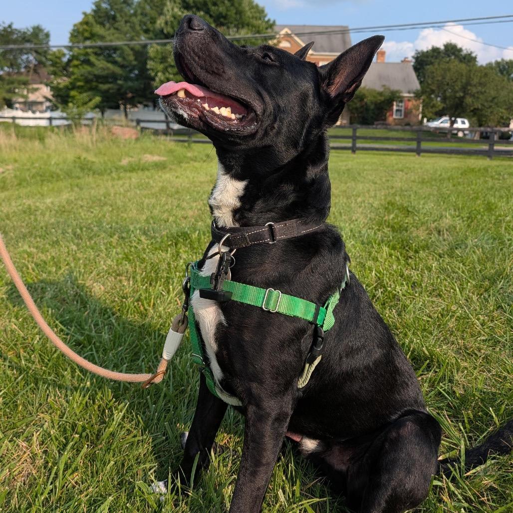 Enlarge Rollo, a Adoptable mixed breed in Aldie, VA image 5/5