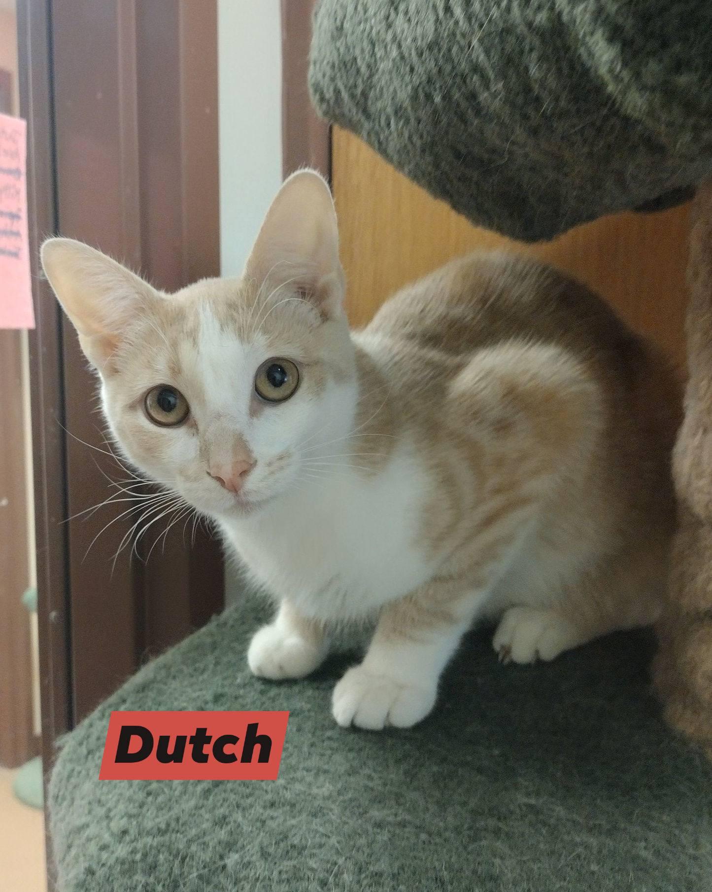 Dutch, ADOPTABLE, Young Male American Shorthair.