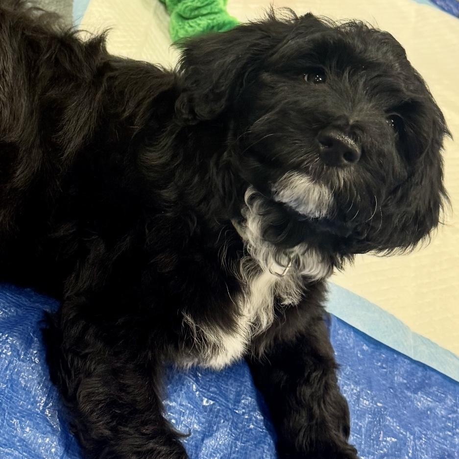 Biggie Smalls, adopted, Puppy Male Goldendoodle & Australian Shepherd.