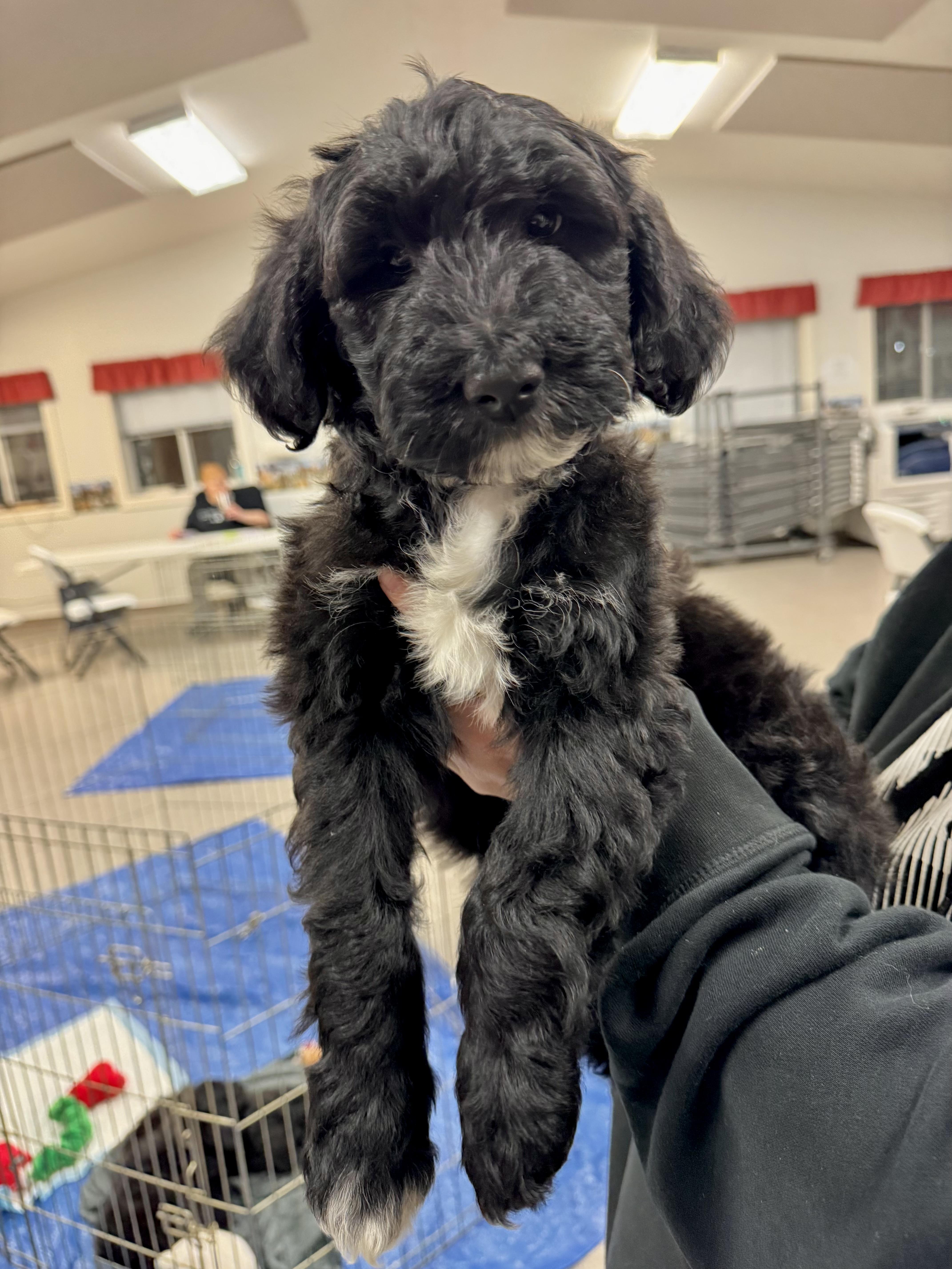 Enlarge Biggie Smalls, an adopted mixed breed in Pocatello, ID image 4/4