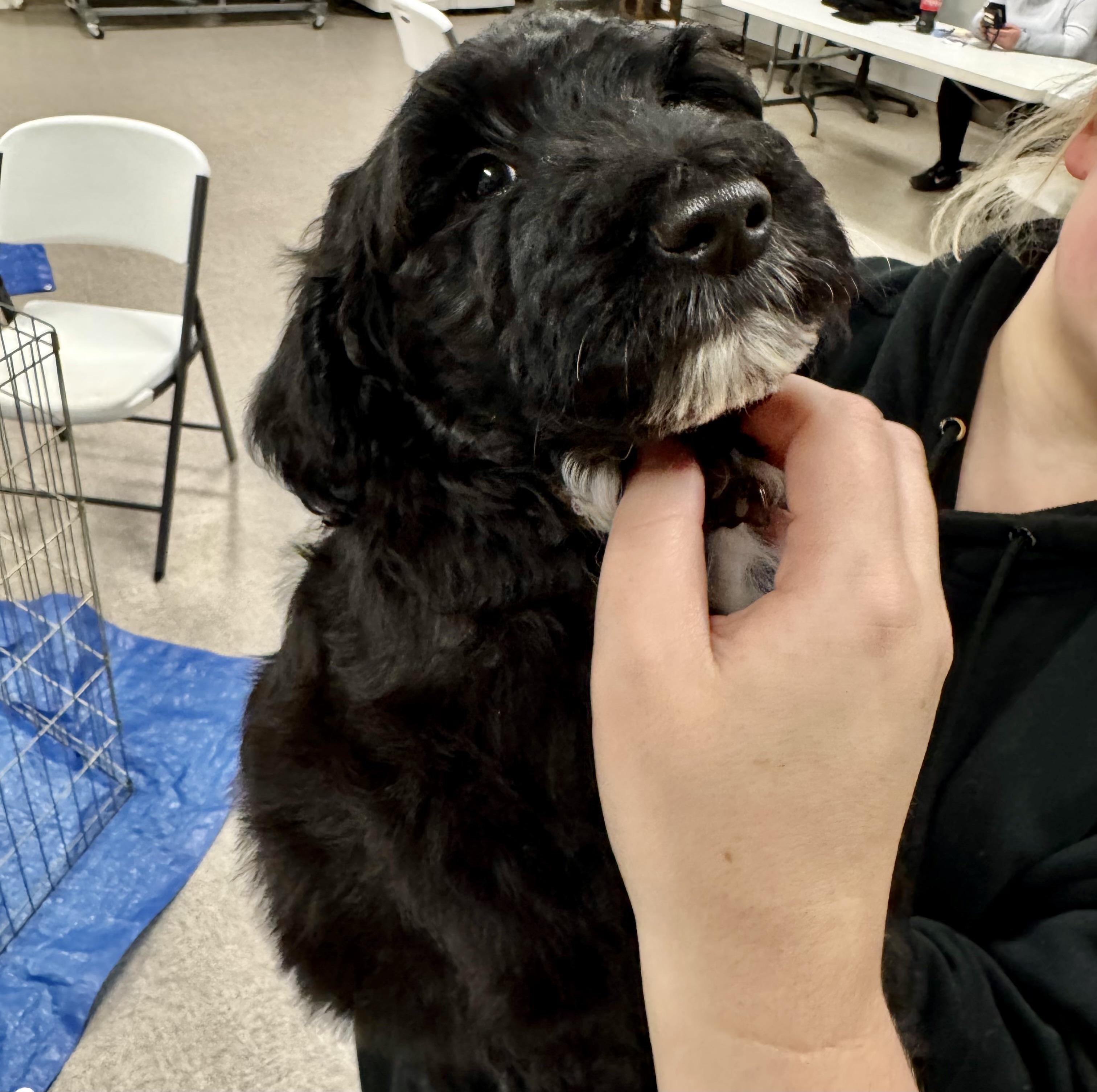 Enlarge Biggie Smalls, an adopted mixed breed in Pocatello, ID image 3/4