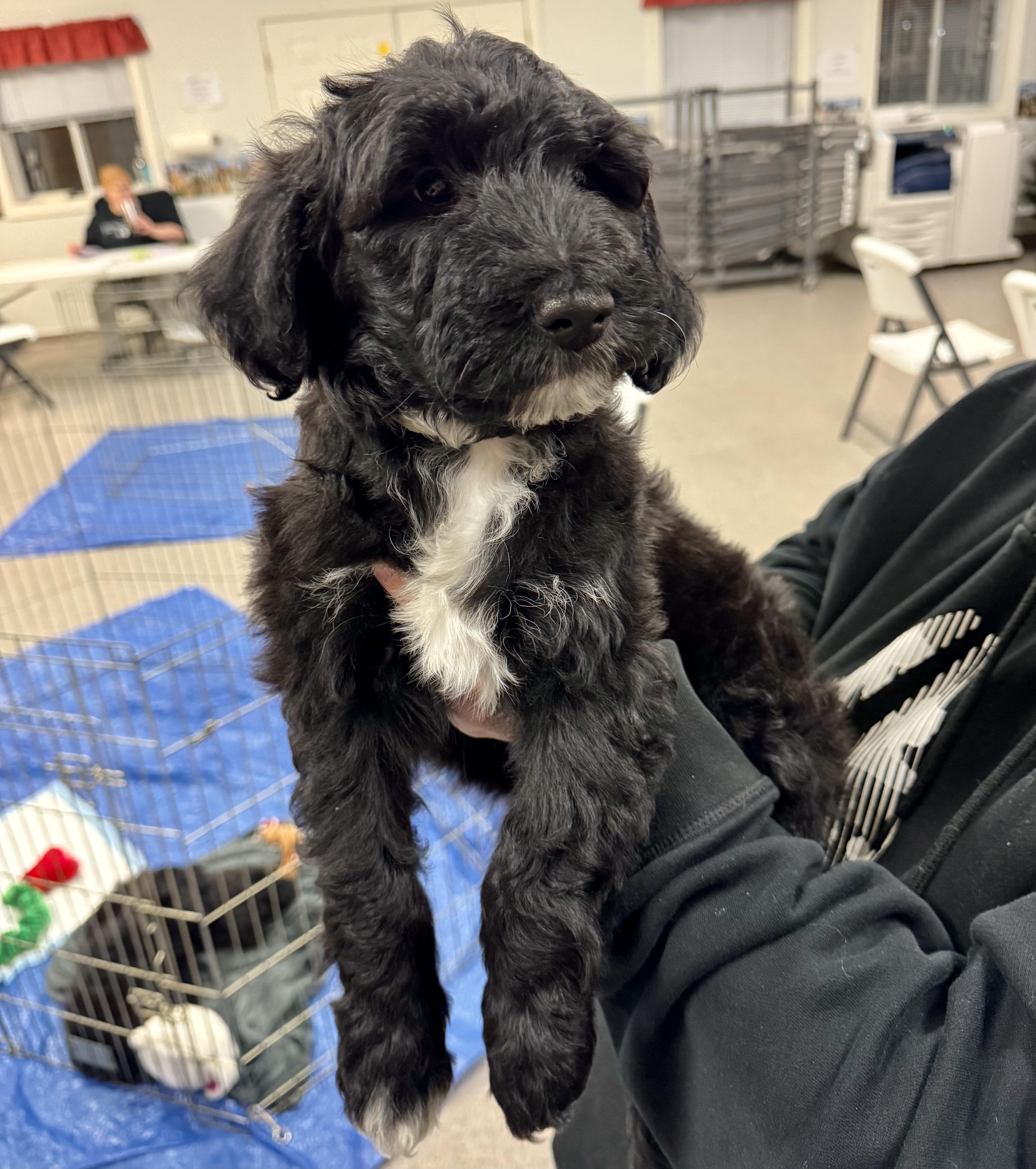 Enlarge Biggie Smalls, an adopted mixed breed in Pocatello, ID image 2/4