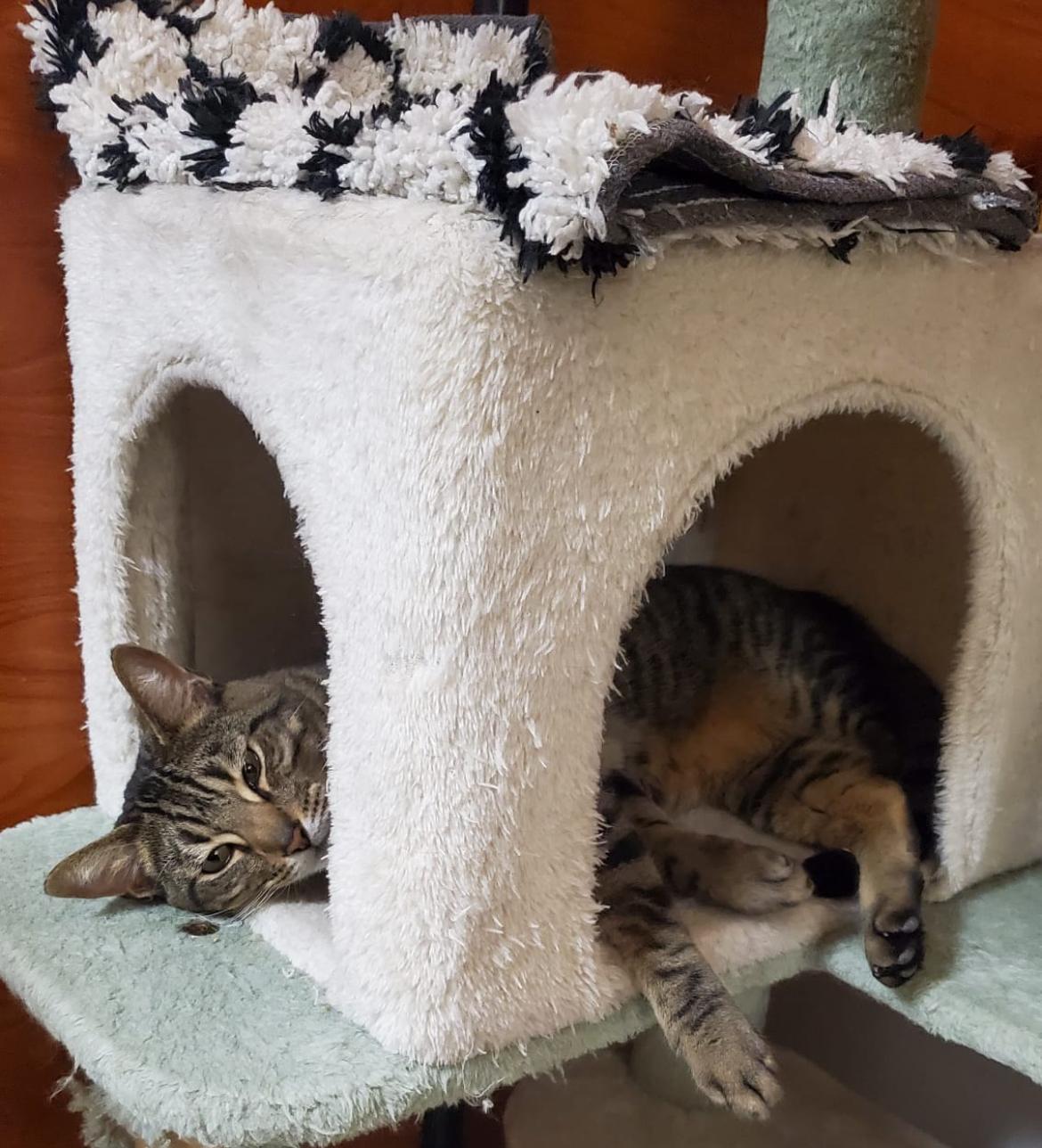 Callum & Charlie ~ Bonded Brothers photo 4