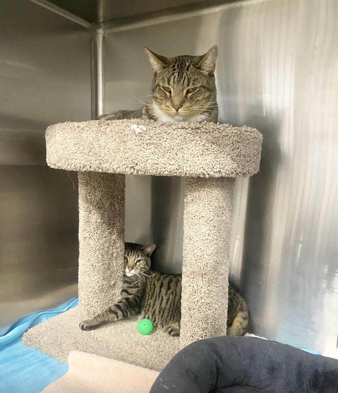 Callum & Charlie ~ Bonded Brothers, Adult Male unknown