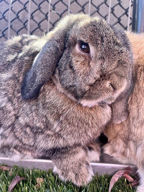 Enlarge TOMATO, a Adoptable French Lop in San Francisco, CA image 1/1