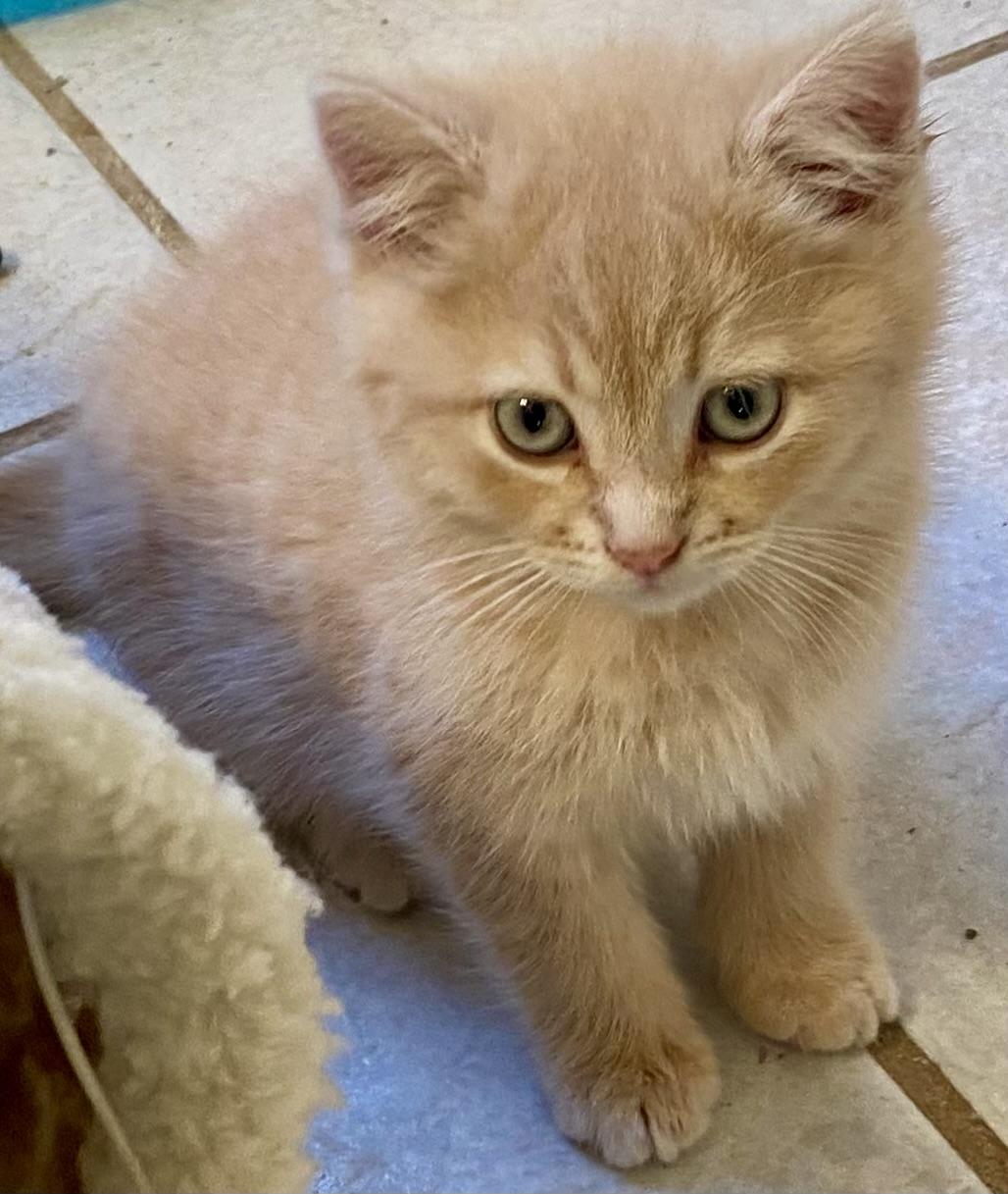 Enlarge Tabasco, a Adopted Domestic Medium Hair in Davidson, NC image 1/3