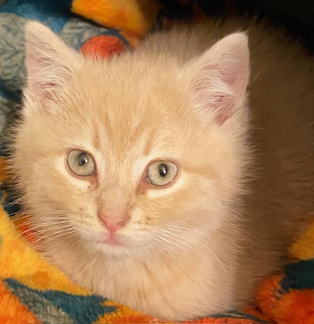 Enlarge Tabasco, a Adopted Domestic Medium Hair in Davidson, NC image 2/3