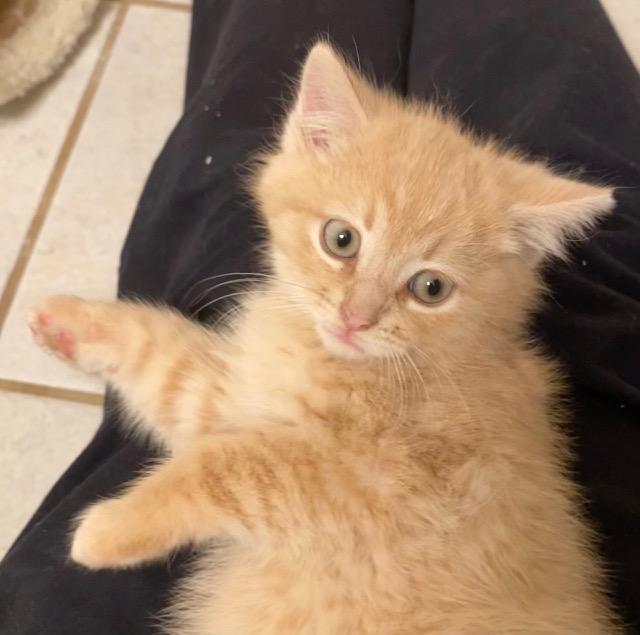 Enlarge Tabasco, a Adopted Domestic Medium Hair in Davidson, NC image 3/3