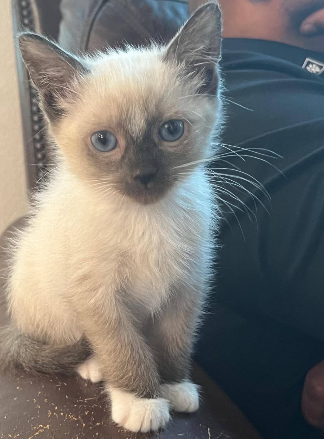 McDreamy, Adopted, Kitten Male Snowshoe.
