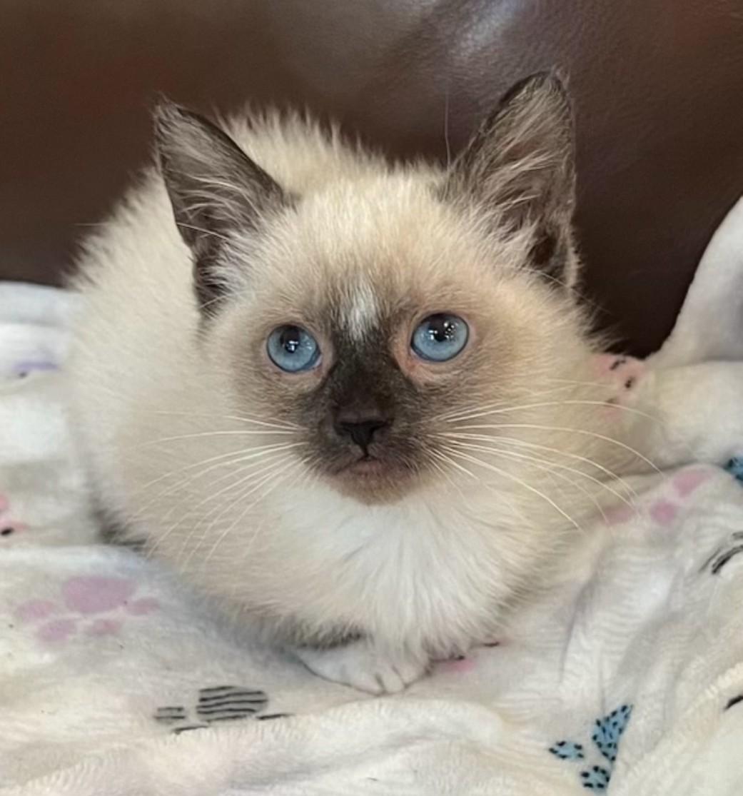 Enlarge McDreamy, a Adopted Snowshoe in San Juan Capistrano, CA image 2/2