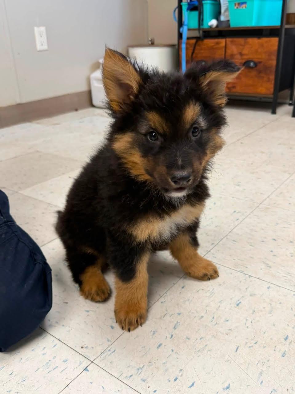Grumpy Bear, ADOPTABLE, Puppy Male Bernese Mountain Dog.