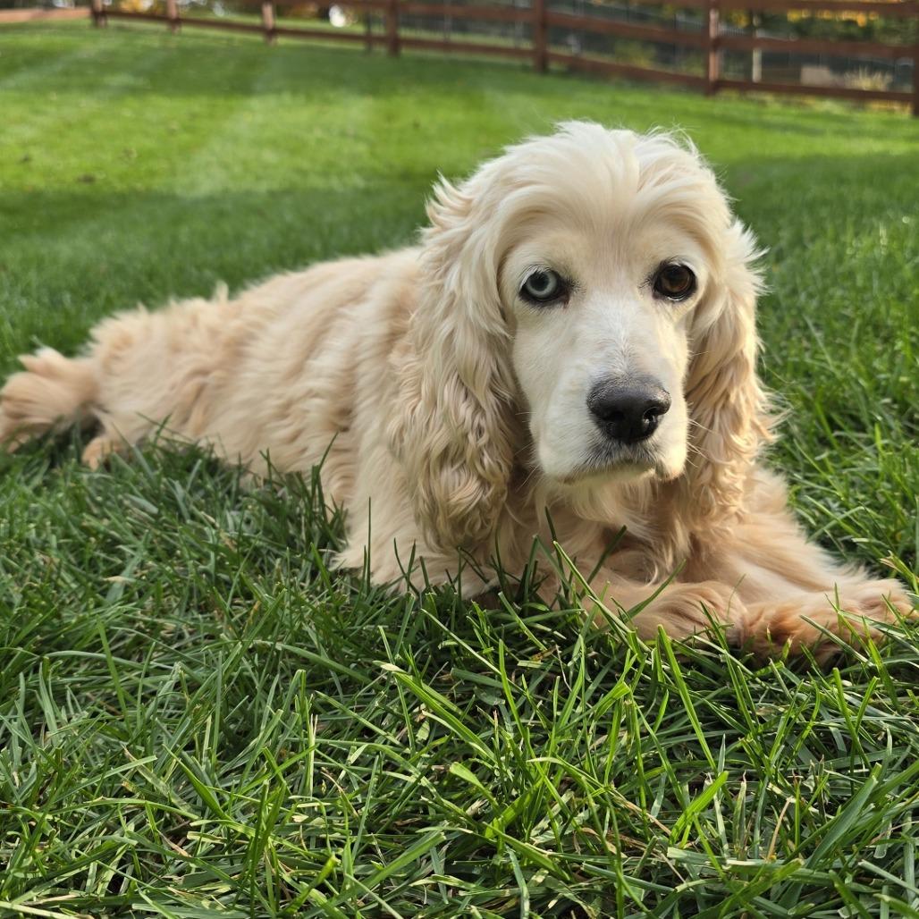 Autumn, a Adoptable Cocker Spaniel in Cincinnati, OH image 2/6