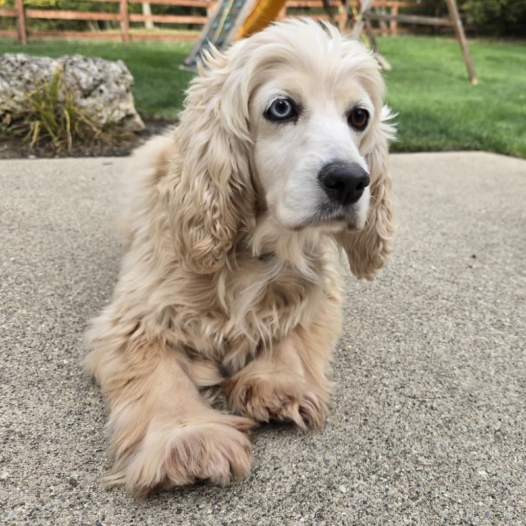 Autumn, a Adoptable Cocker Spaniel in Cincinnati, OH image 3/6