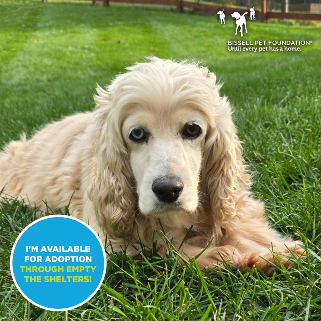 Enlarge Autumn- $70 Adoption Fee!, a Adoptable Cocker Spaniel in Cincinnati, OH image 5/6