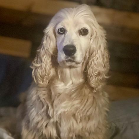 Autumn, a Adoptable Cocker Spaniel in Cincinnati, OH image 6/6