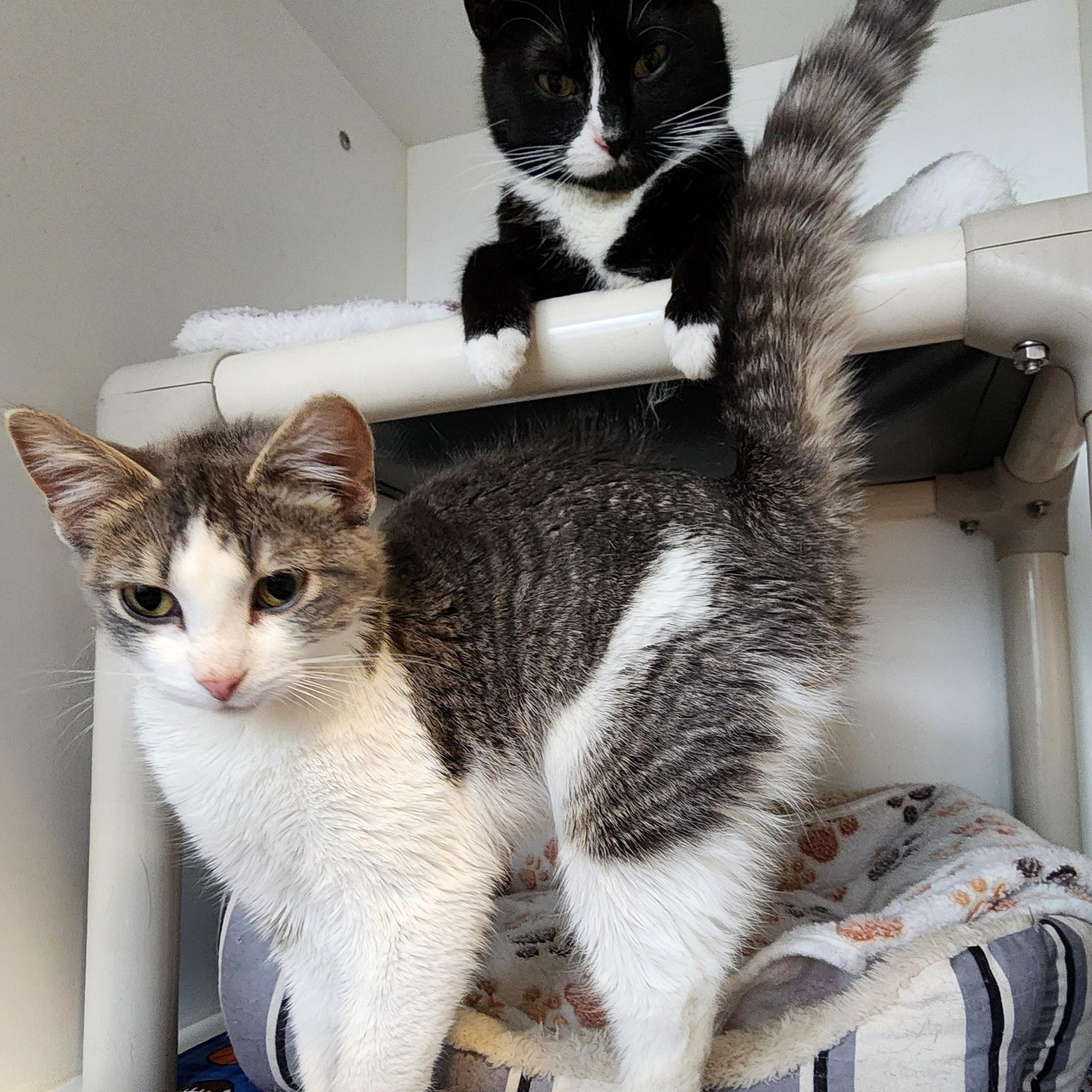 Enlarge Eda, a ADOPTABLE Domestic Short Hair in Ely, MN image 2/2