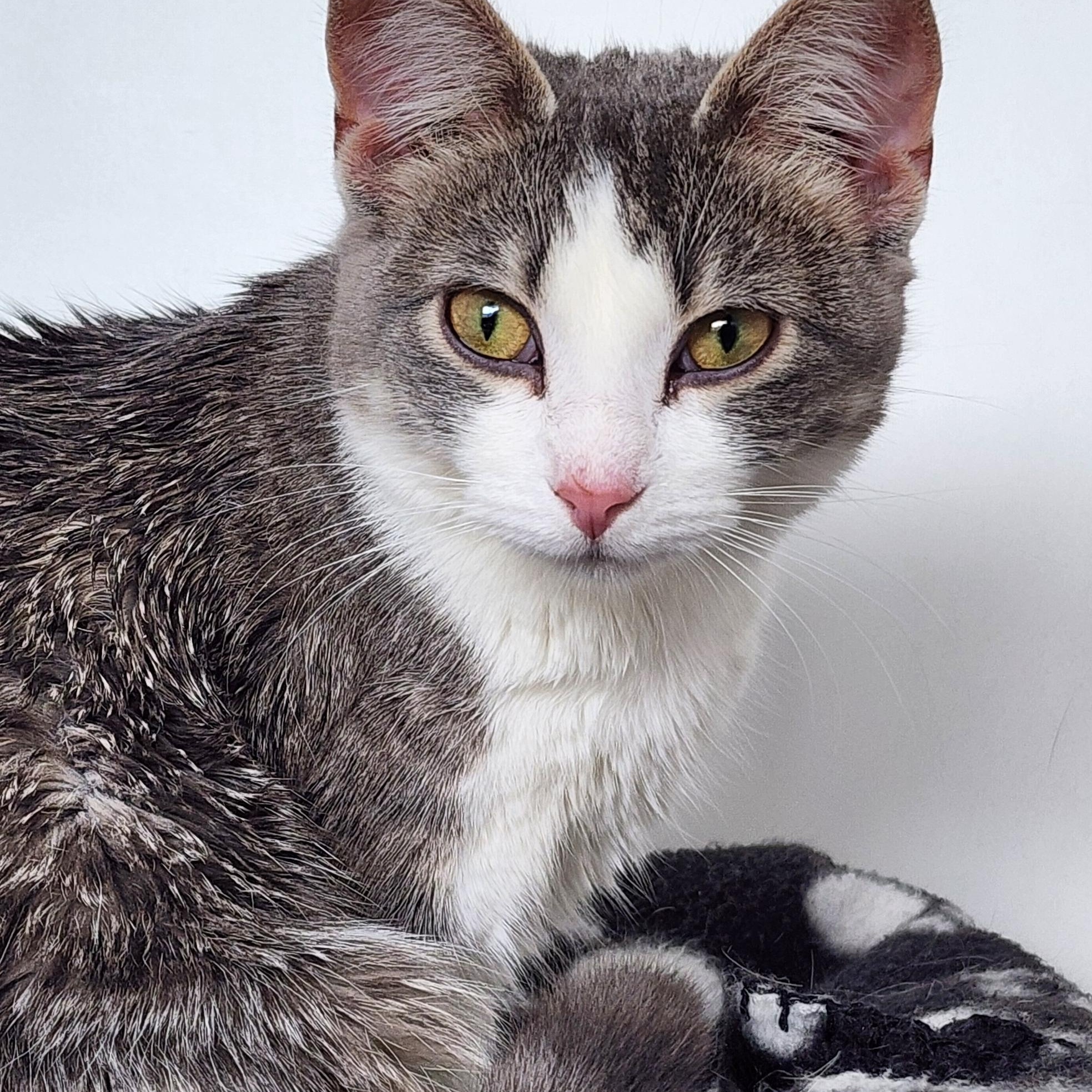 Eda, ADOPTABLE, Young Female Domestic Short Hair.