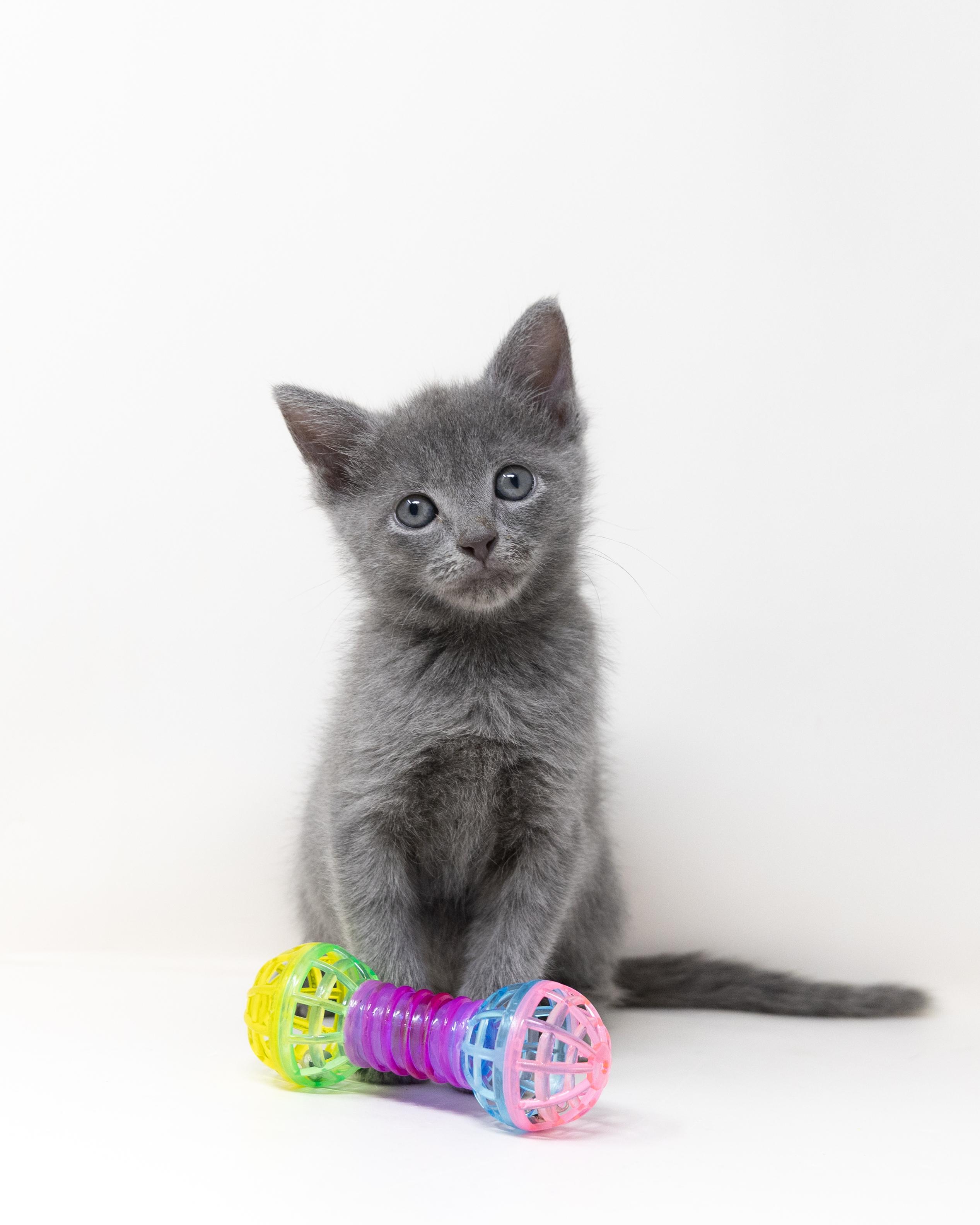 Solange, Baby Female Domestic Short Hair