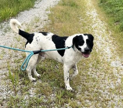 Mr.Smith, Adoptable, Adult Male Mixed Breed & Mixed Breed.