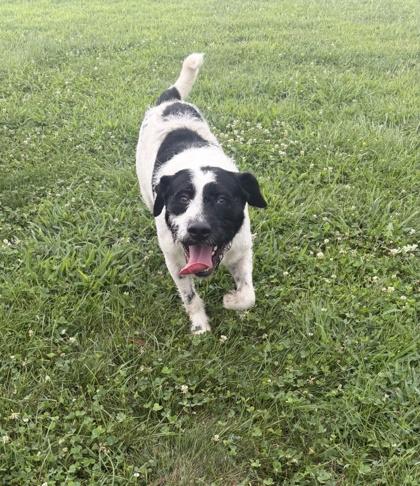 Enlarge Mr.Smith, a Adoptable mixed breed in Columbus, IN image 3/3