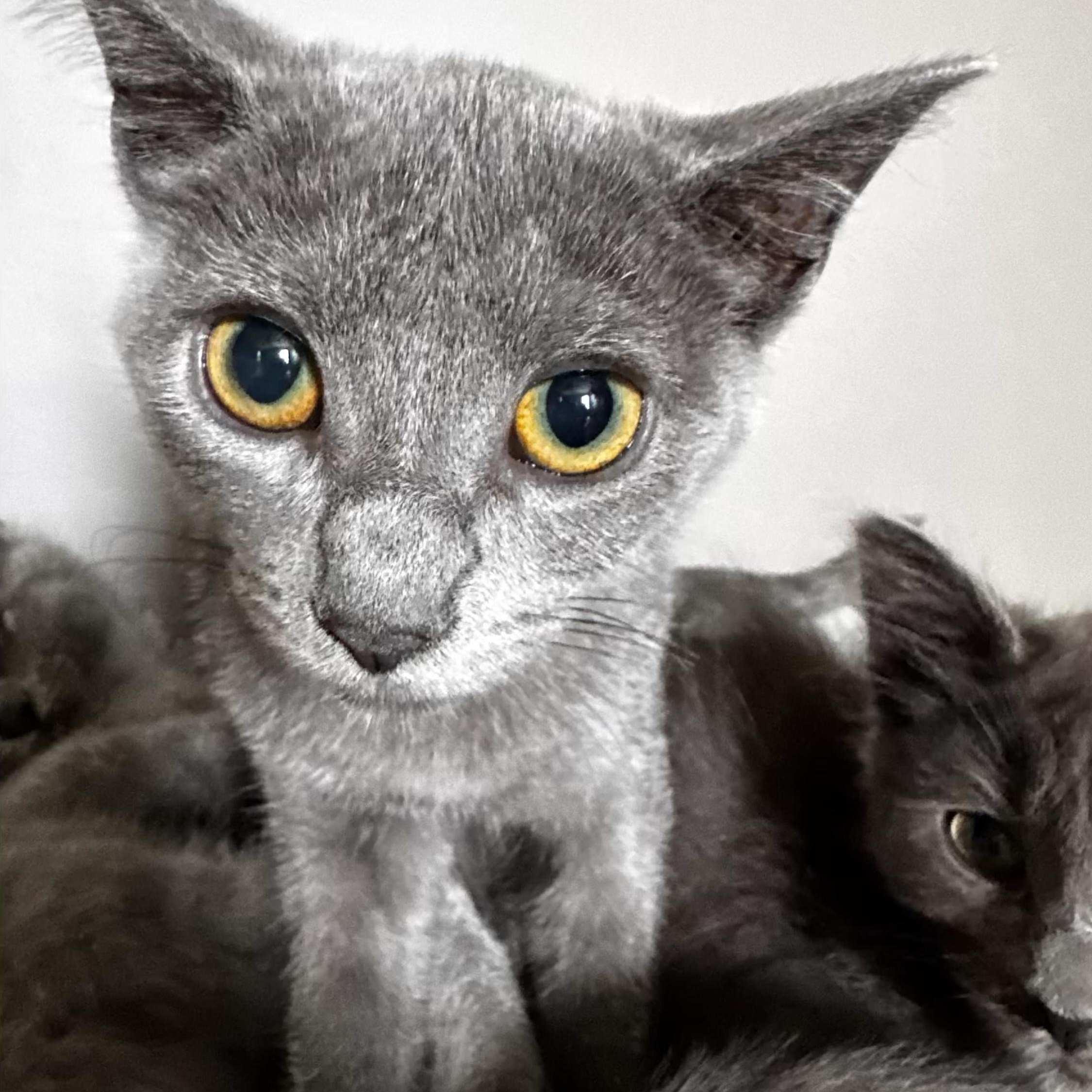 Enlarge Snap, a Adoptable Domestic Short Hair in Greensboro, NC image 1/1