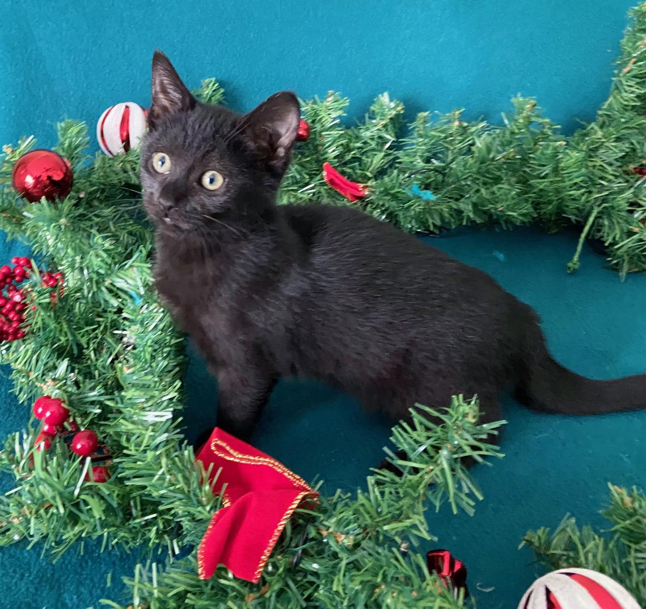 Enlarge Cranberry, a ADOPTABLE mixed breed in Lake Monroe, FL image 2/4