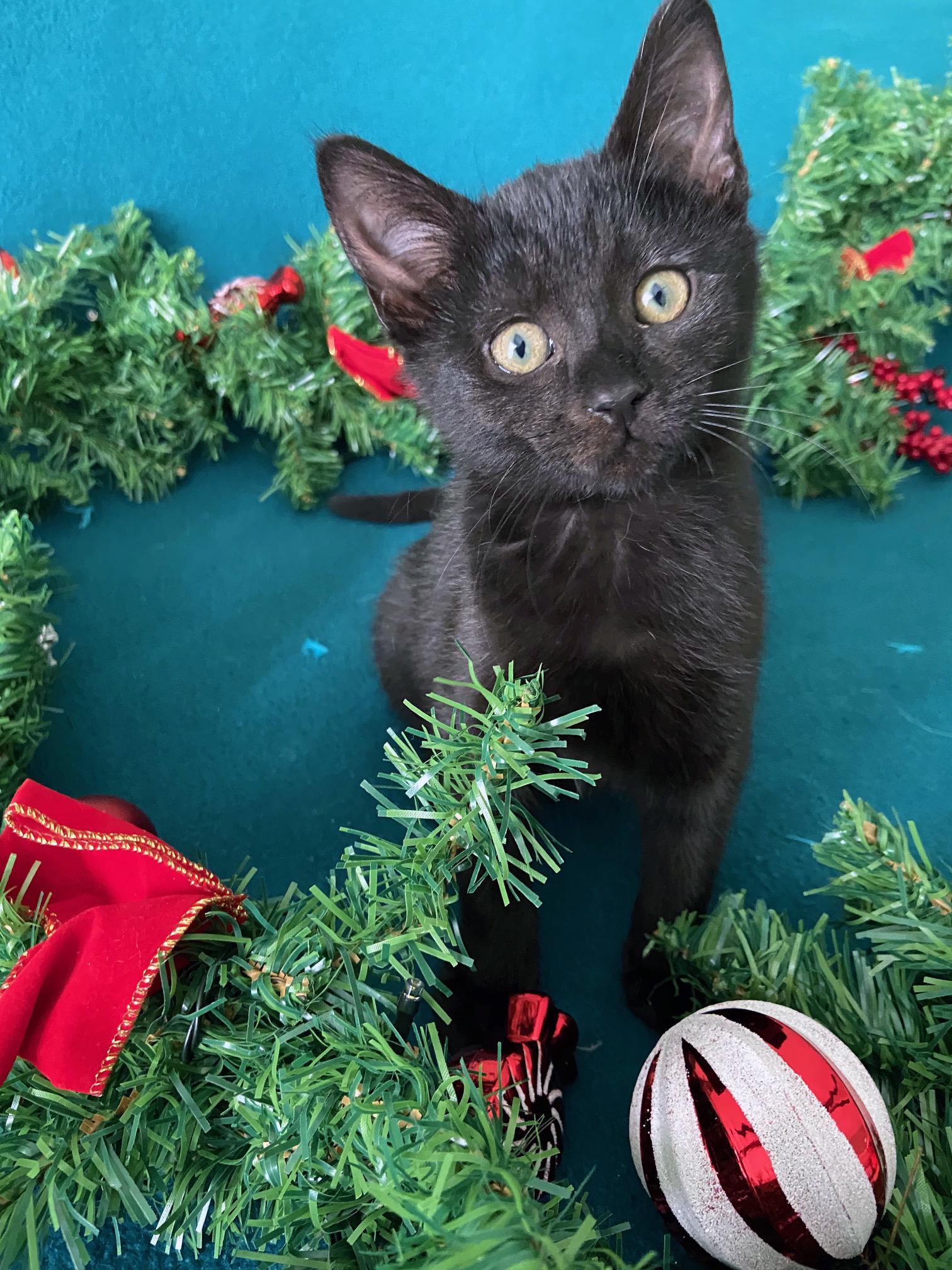 Enlarge Cranberry, a ADOPTABLE mixed breed in Lake Monroe, FL image 1/4