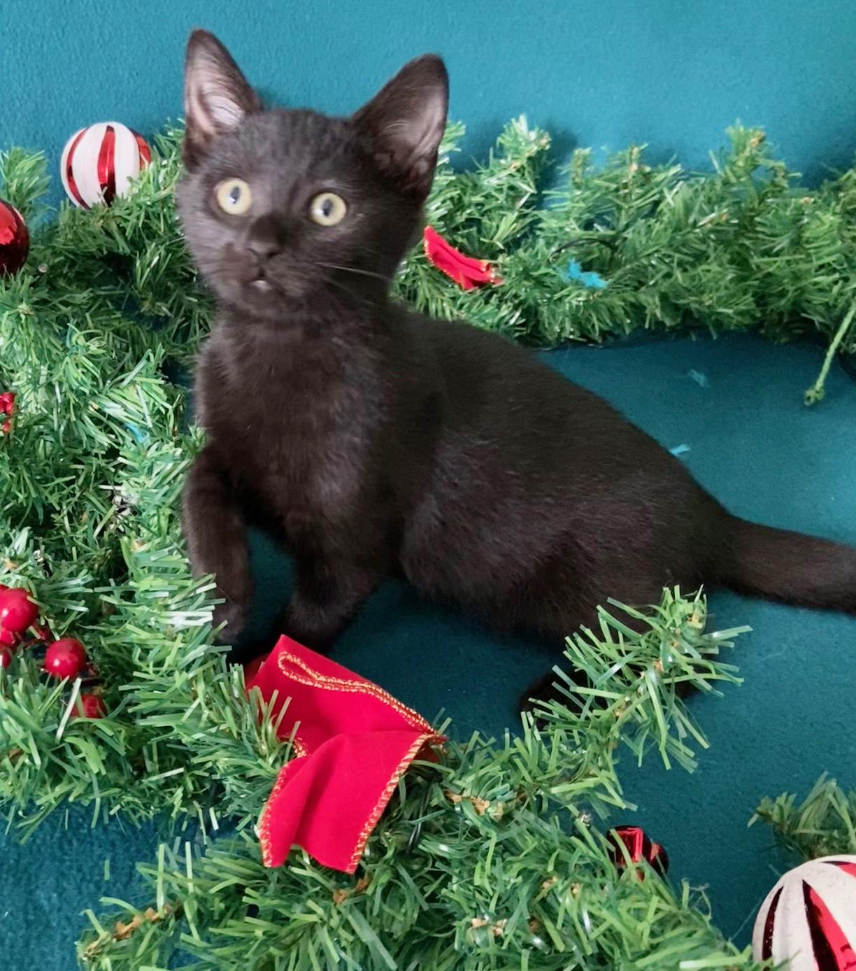 Enlarge Cranberry, a ADOPTABLE mixed breed in Lake Monroe, FL image 3/4