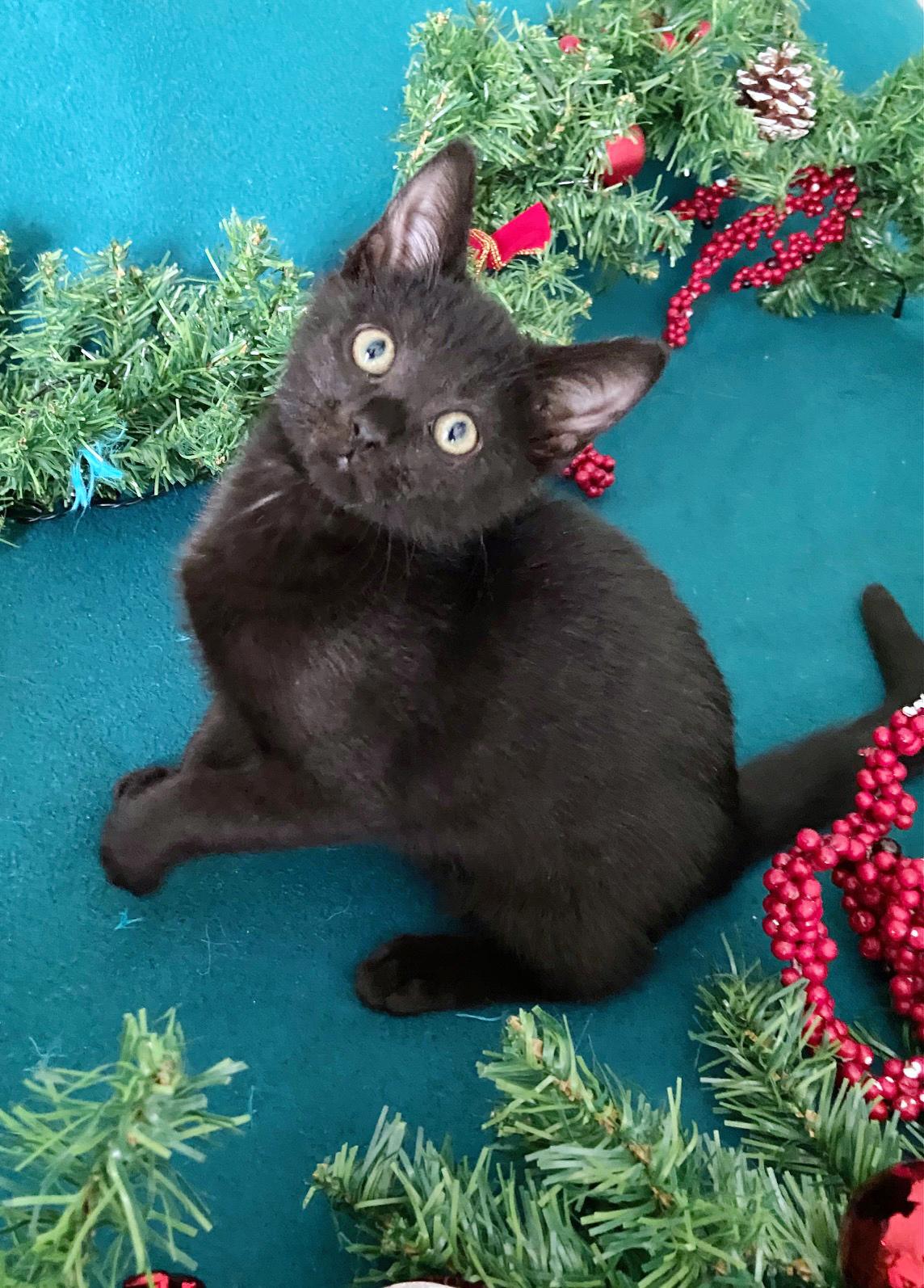 Enlarge Cranberry, a ADOPTABLE mixed breed in Lake Monroe, FL image 4/4