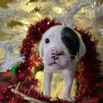 Enlarge Jelly Roll, a ADOPTABLE mixed breed in Bryson City, NC image 3/3