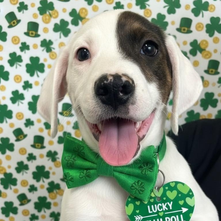 Jelly Roll, ADOPTABLE, Puppy Male Beagle.