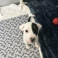 Enlarge Jelly Roll, a ADOPTABLE mixed breed in Bryson City, NC image 2/3